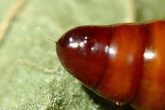 Xanthodes intersepta