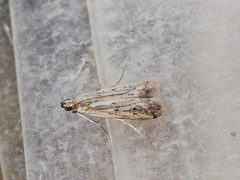 Gymnancyla ruscinonella
