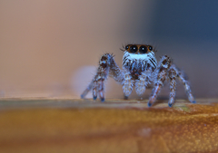 Macaroeris nidicolens