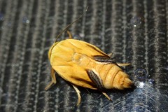 Xanthodes intersepta