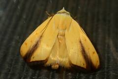 Xanthodes intersepta