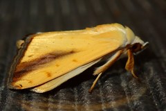 Xanthodes intersepta