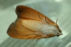 Xanthodes intersepta