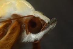 Xanthodes intersepta