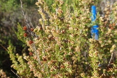 Erica glumiflora