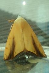 Xanthodes intersepta