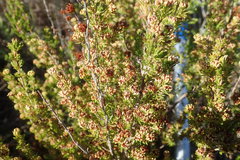 Erica glumiflora