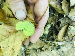 Cimbex femoratus