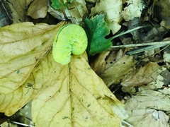 Cimbex femoratus