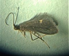 Pycnocentria funerea