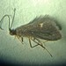 Pycnocentria - Photo (c) Philip Summerhays, some rights reserved (CC BY-NC), uploaded by Philip Summerhays