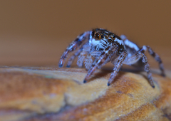 Macaroeris nidicolens