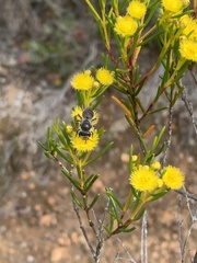 Leioproctus