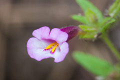 Diplacus torreyi