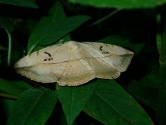 Hypopyra vespertilio