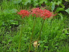Lycoris radiata