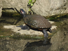 Trachemys scripta elegans