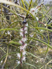 Hakea teretifolia