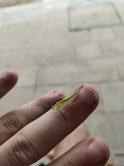 Tropidomantis gressitti