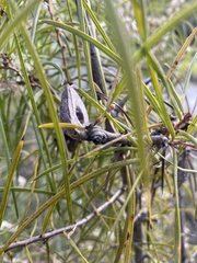Hakea teretifolia