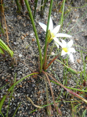 Romulea tabularis