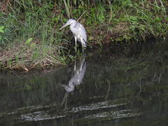 Ardea cinerea