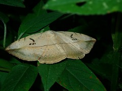 Hypopyra vespertilio