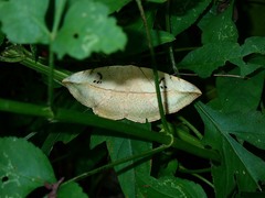 Hypopyra vespertilio