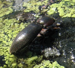 Agriotes fucosus