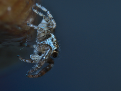 Macaroeris nidicolens