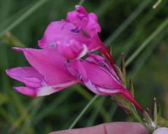 Gladiolus phoenix