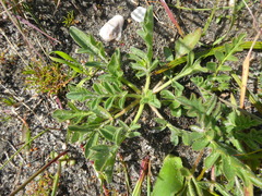 Pelargonium auritum auritum