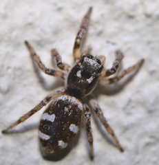 Salticus scenicus