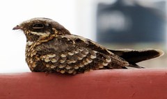 Caprimulgus asiaticus
