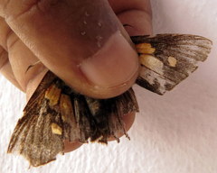 Erionota torus