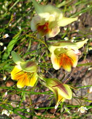 Freesia refracta