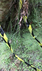 Phlegmariurus varius