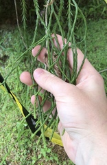 Phlegmariurus varius