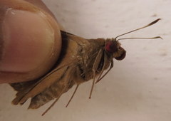 Erionota torus