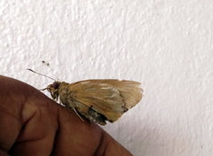 Erionota torus