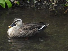 Anas zonorhyncha