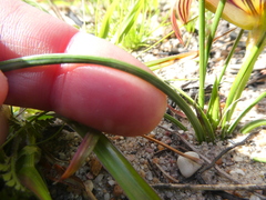 Romulea obscura