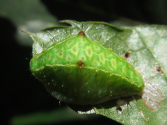 Microleon longipalpis