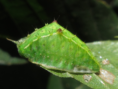 Microleon longipalpis