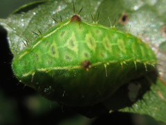 Microleon longipalpis