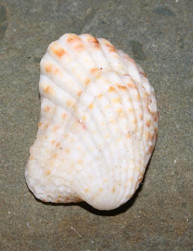 Cardita variegata