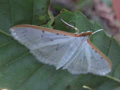 Palpita nigropunctalis