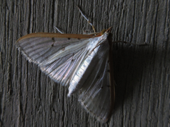 Palpita nigropunctalis