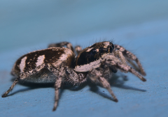 Salticus scenicus