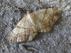 Polymixinia appositaria